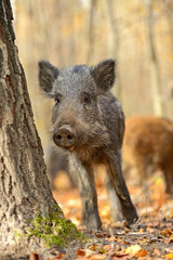 Wild pig