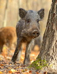 Wild pig