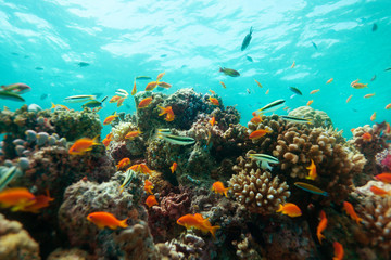 Close-up of corals and fishes