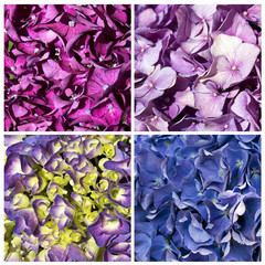 collage di ortensie colorate texture