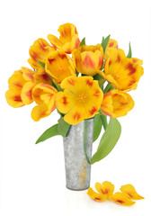 Springtime Beauty
