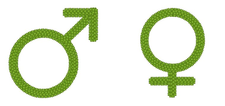Gender Symbol Made of Four Leaf Clove