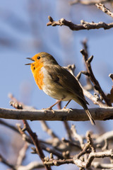 Fototapeta premium Pettirosso