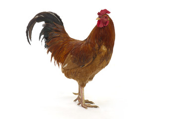 Rooster isolated on a white background