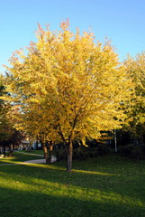 Fototapeta premium yellow leaves tree, autumnal background