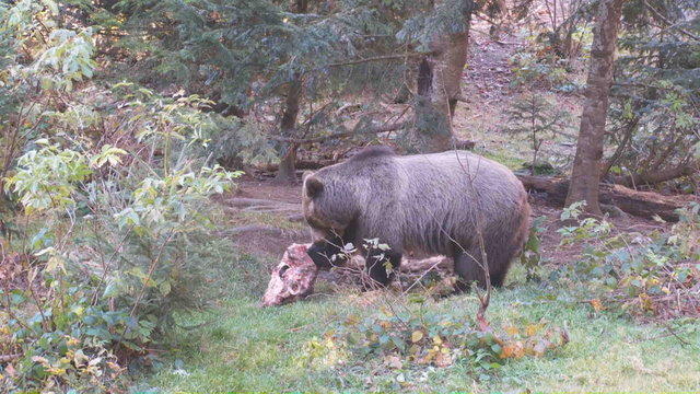 Braunb&auml;r