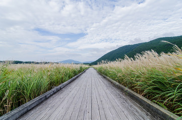 湿原の木道