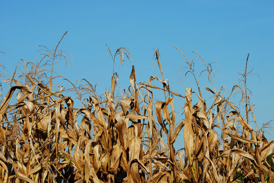 dry cornfield