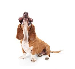 a funny basset hound