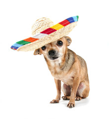 a chihuahua with a hat on