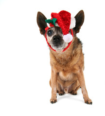 a chihuahua dressed up for christmas