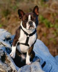boston terrier on an old tree