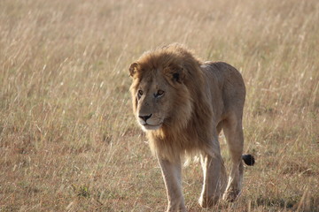 Fototapeta na wymiar ケニアマサイマラ 王者ライオン