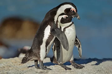 Plexiglas foto achterwand Afrikaanse pinguïns © EcoView