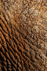 Elephant skin