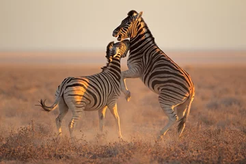 Zelfklevend Fotobehang Zebra Vechtende zebra& 39 s, Etosha National Park