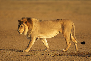 Fototapeta na wymiar Chodzenia afrykańskiego lwa, pustyni Kalahari
