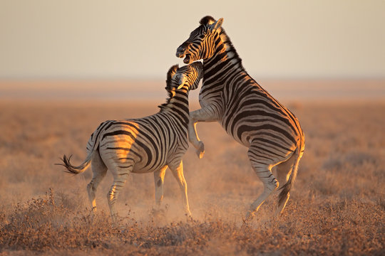Fototapeta Fighting Zebras, Etosha National Park