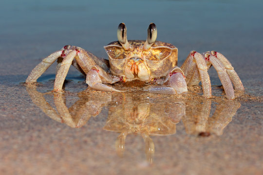Ghost crab (Ocypode ryderi) on beach