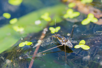 Water strider