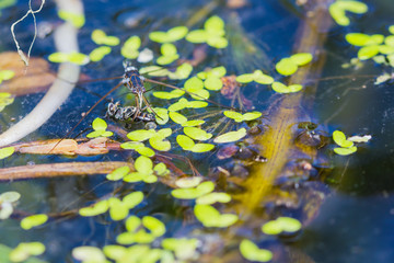 Water strider