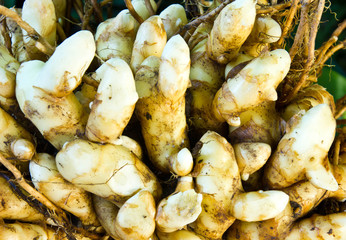 White turmeric.