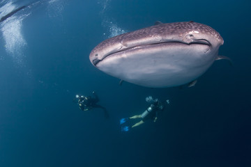 whale shark and a diver