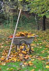 vieille brouette remplie de feuilles mortes