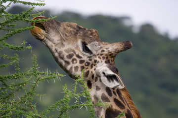 Fototapeta premium Giraffa mentre mangia foglie di acacia