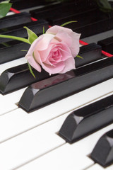 ピアノとバラ