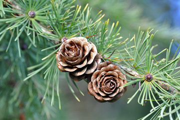 Larch Tree Cones