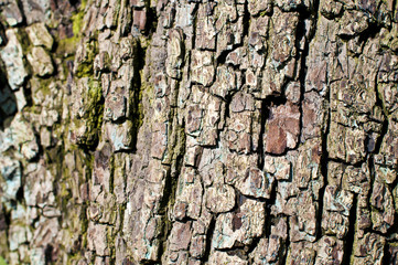 texture corteccia albero pero