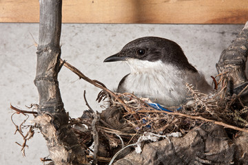 bird on nest
