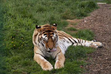 Sleeiping tiger