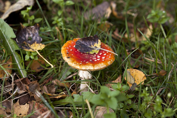 amanita - fungi in forest
