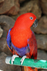TIERE_0946_Edelpapagei