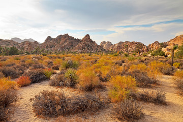 Hidden Valley, Mojave Desert, Joshua Tree National Park, USA.