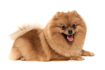 Obraz premium The spitz-dog which smiles on a white background