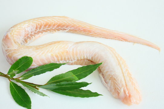 roussette,poisson