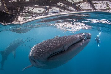 whale shark near the surface