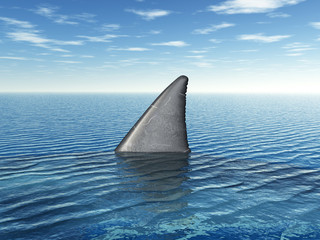 Fototapeta premium Great White Shark Fin
