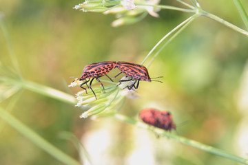 Graphosoma lineatum