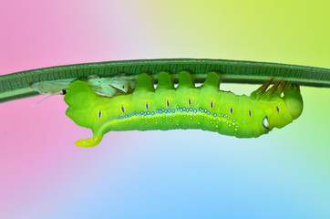 Caterpillar Oleander Hawk-moth (Daphnis nerii) after molting