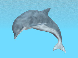 Diving Dolphin © Michael Rosskothen