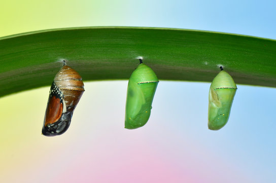 pupa of Plain Tiger Butterfly