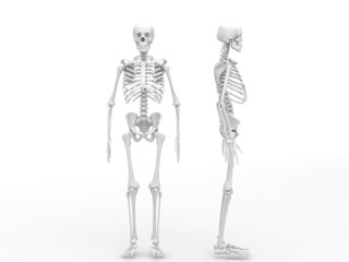 skeletal