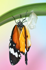 Butterfly on leaf after emerging from chrysalis