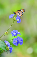 plain tiger butterfly on flowers, joy of garden