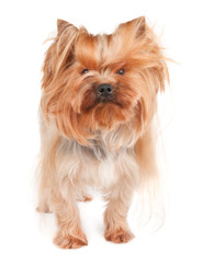 Shaggy yorkie