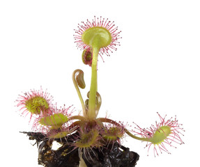 Common sundew (Drosera rotundifolia) isolated on white